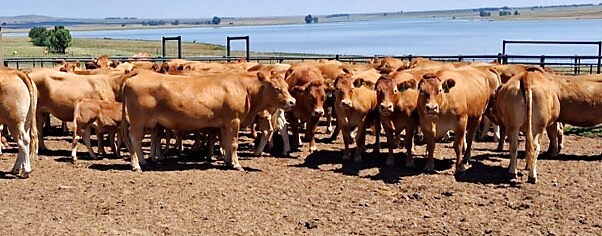 Limousin stud cattle